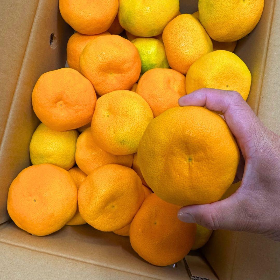 山北みかん　柑橘　5kg 01