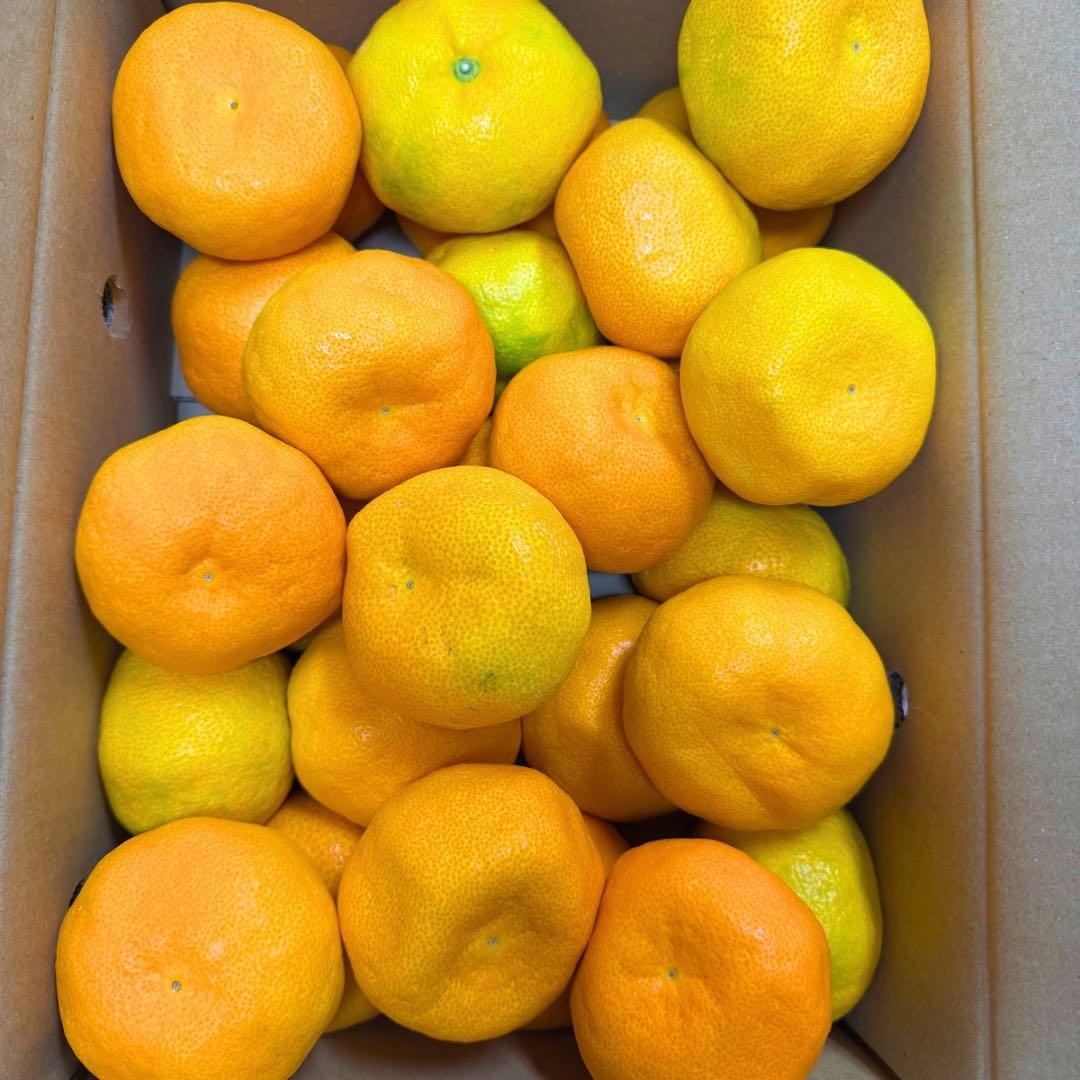 山北みかん　柑橘　5kg 01