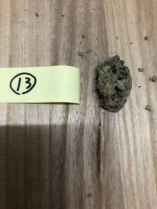 宮沢賢治　バタグルミ化石　土付き