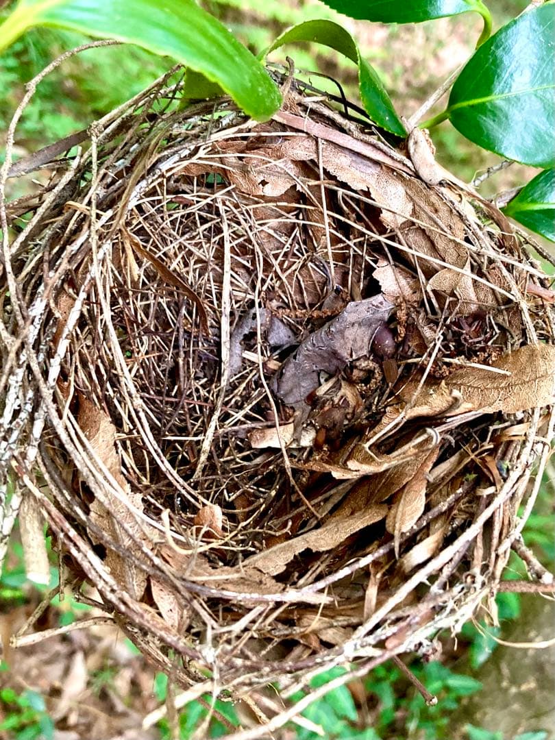 天然野生＊野鳥＊とっても可愛い枝付き【鳥の巣】巣＊小鳥の巣＊ネイティブオブジェ