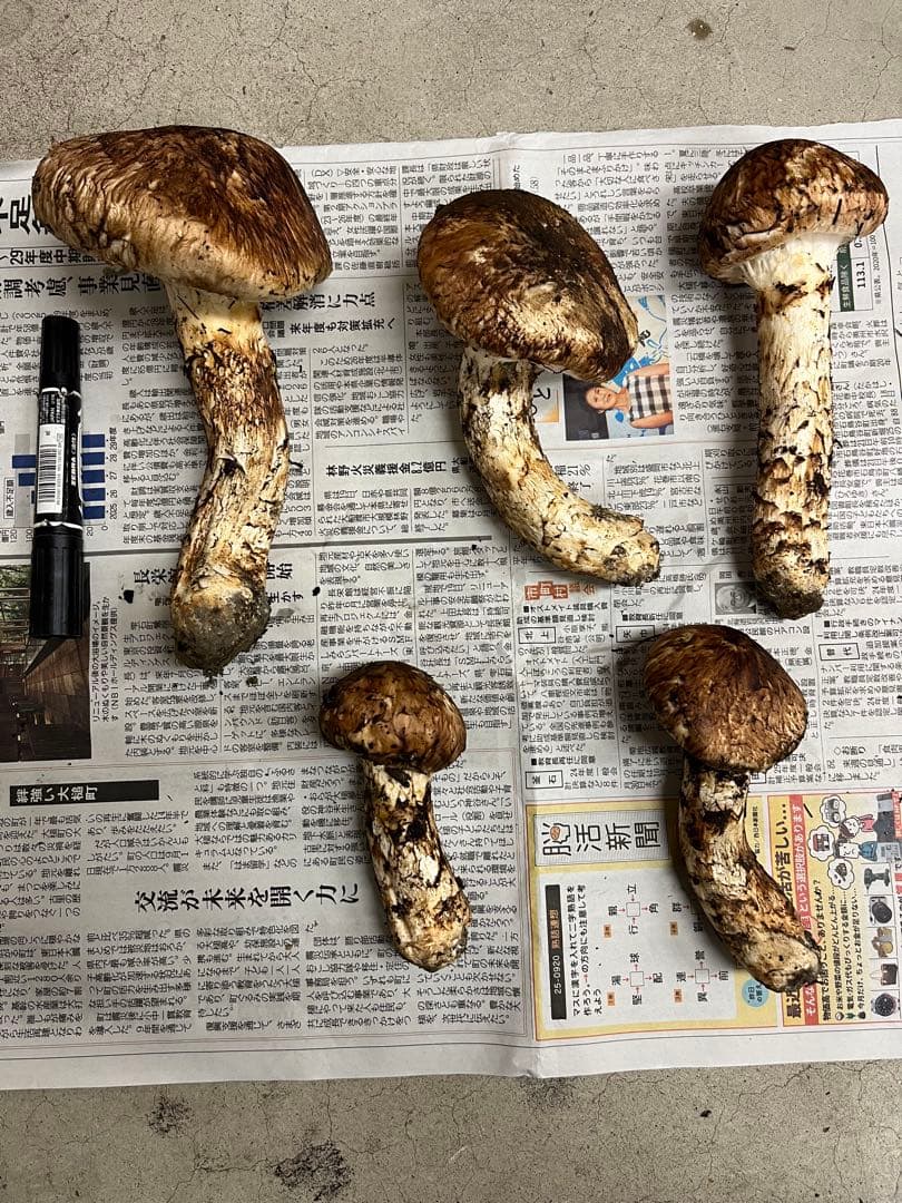 岩手県産松茸　良型　1 今期最終
