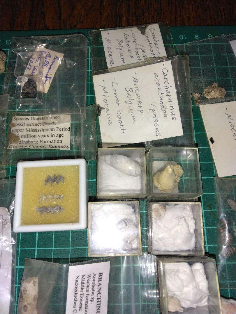 世界の化石　まとめ売り　化石　アンモナイト　巻き貝　ウミユリ　サメの歯化石