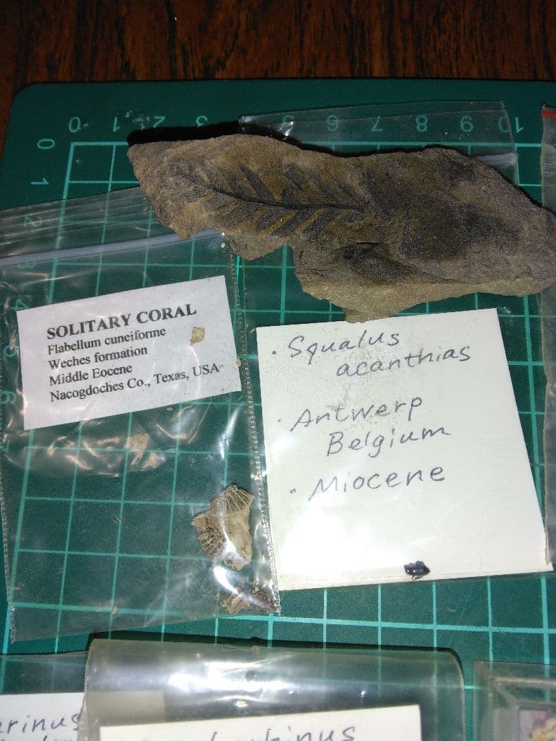 世界の化石　まとめ売り　化石　アンモナイト　巻き貝　ウミユリ　サメの歯化石