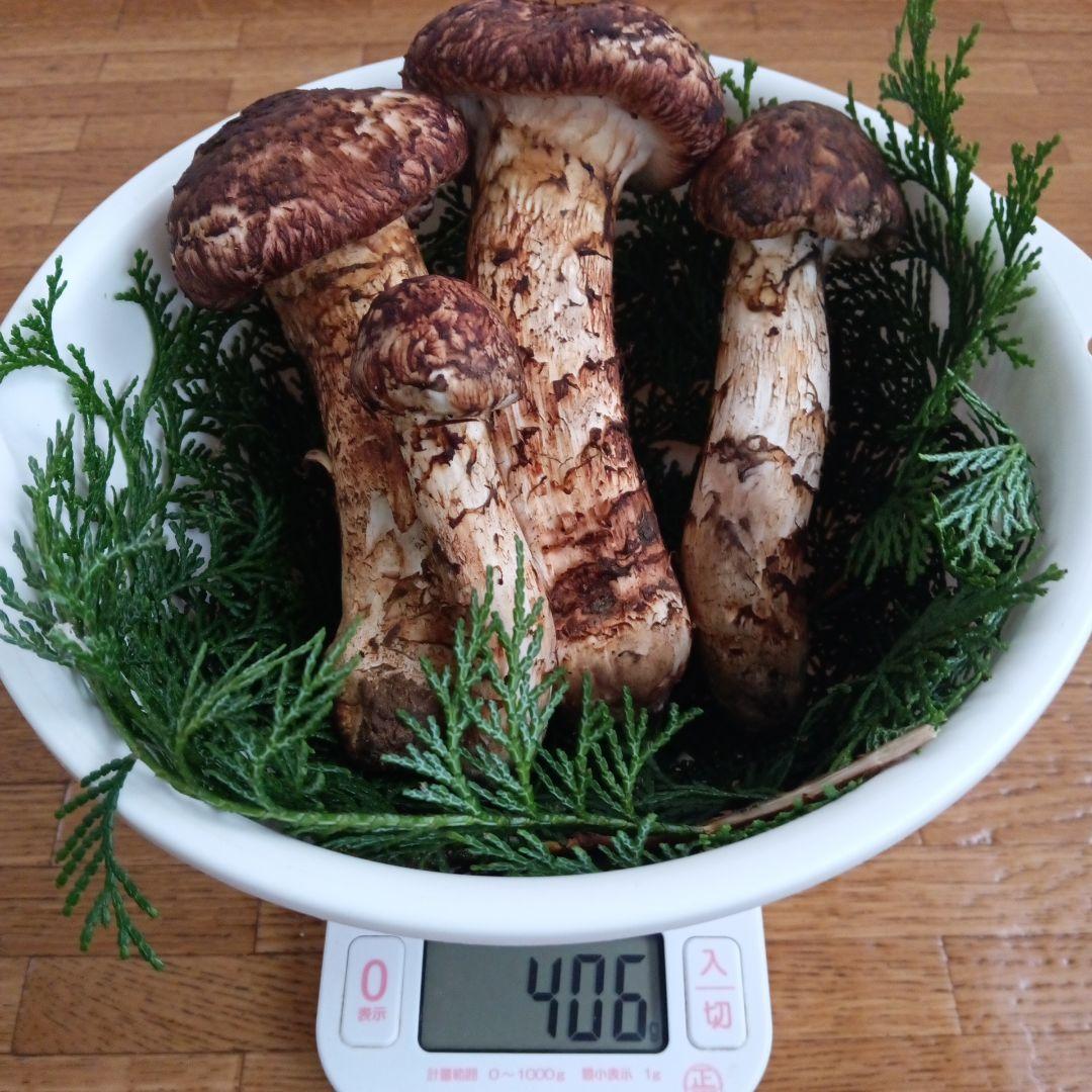 岩手県産 松茸　１０月１３日朝採れたて上物蕾から半開き ４０８ｇ