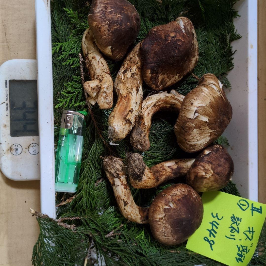 和歌山松茸 新鮮朝市　傷変形　訳有り品　344㌘