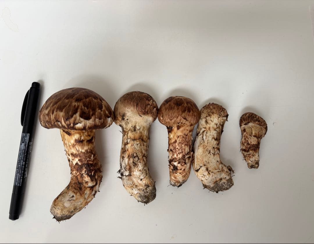 北海道産！松茸！！(9月13日朝採れ)209g