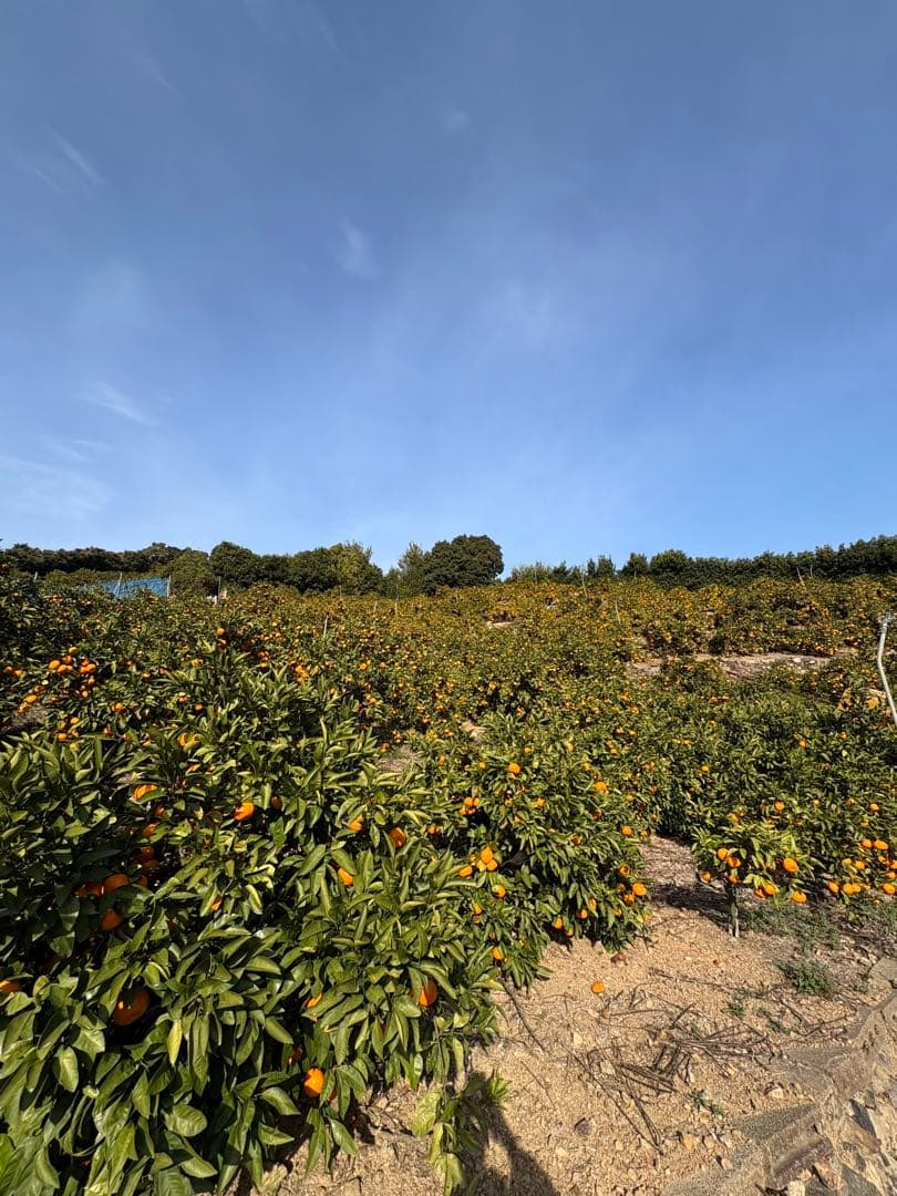有田みかん　中生みかん　小玉　5キロ✖️4箱