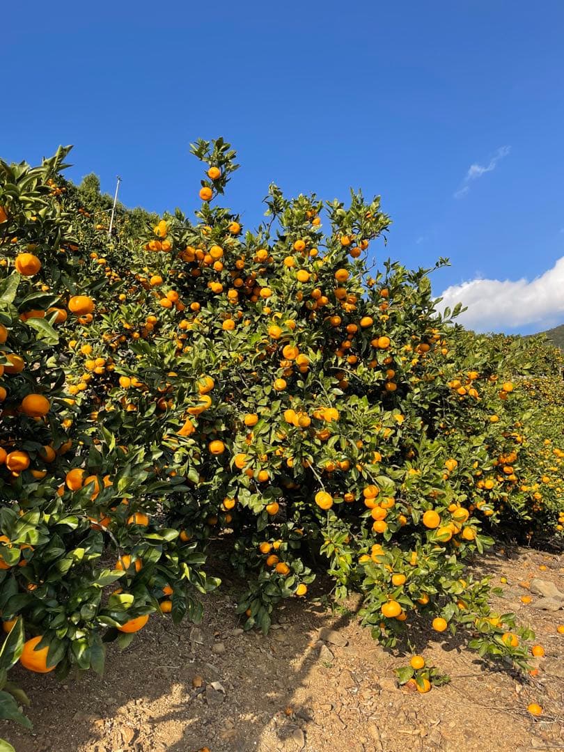 有田みかん　中生みかん　小玉　5キロ✖️4箱