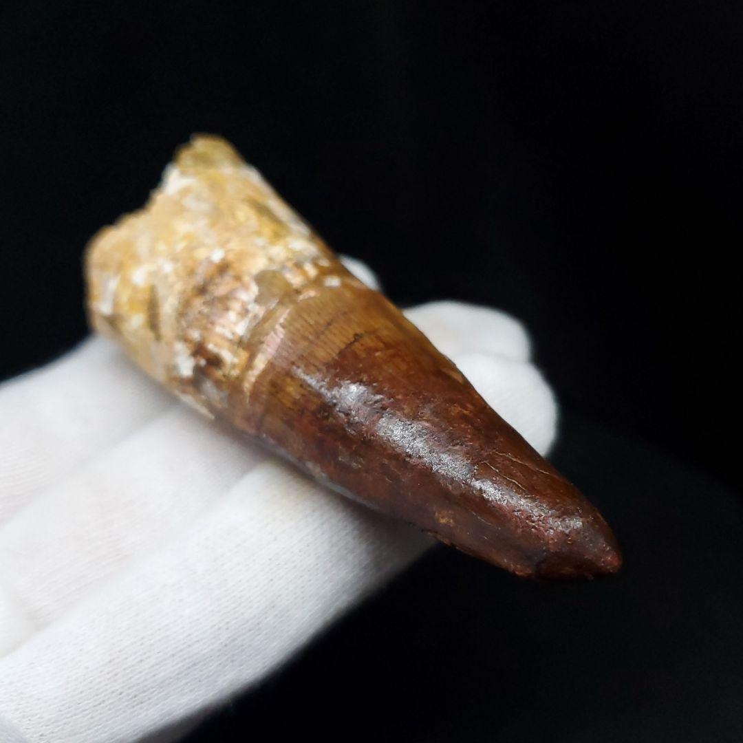 美品 スピノサウルス 本物 モロッコ産 71.57mm sp429