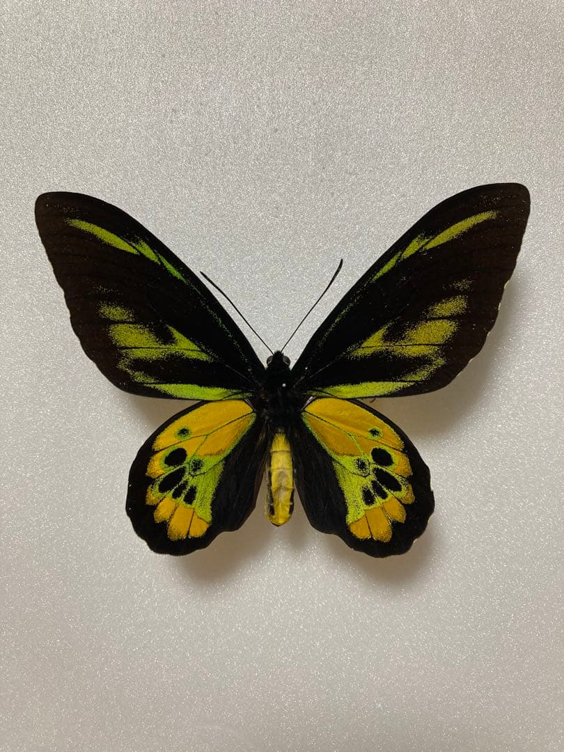 【1ペア】ロスチャイルドトリバネアゲハ（西イリアン産）