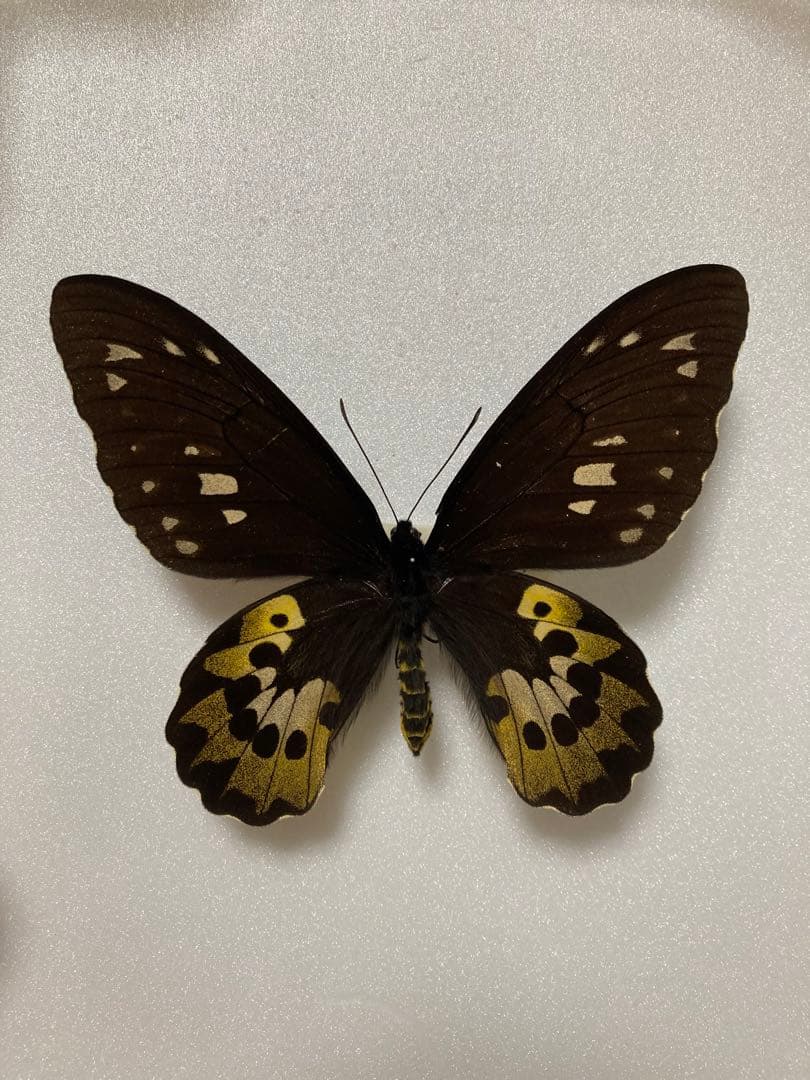 【1ペア】ロスチャイルドトリバネアゲハ（西イリアン産）