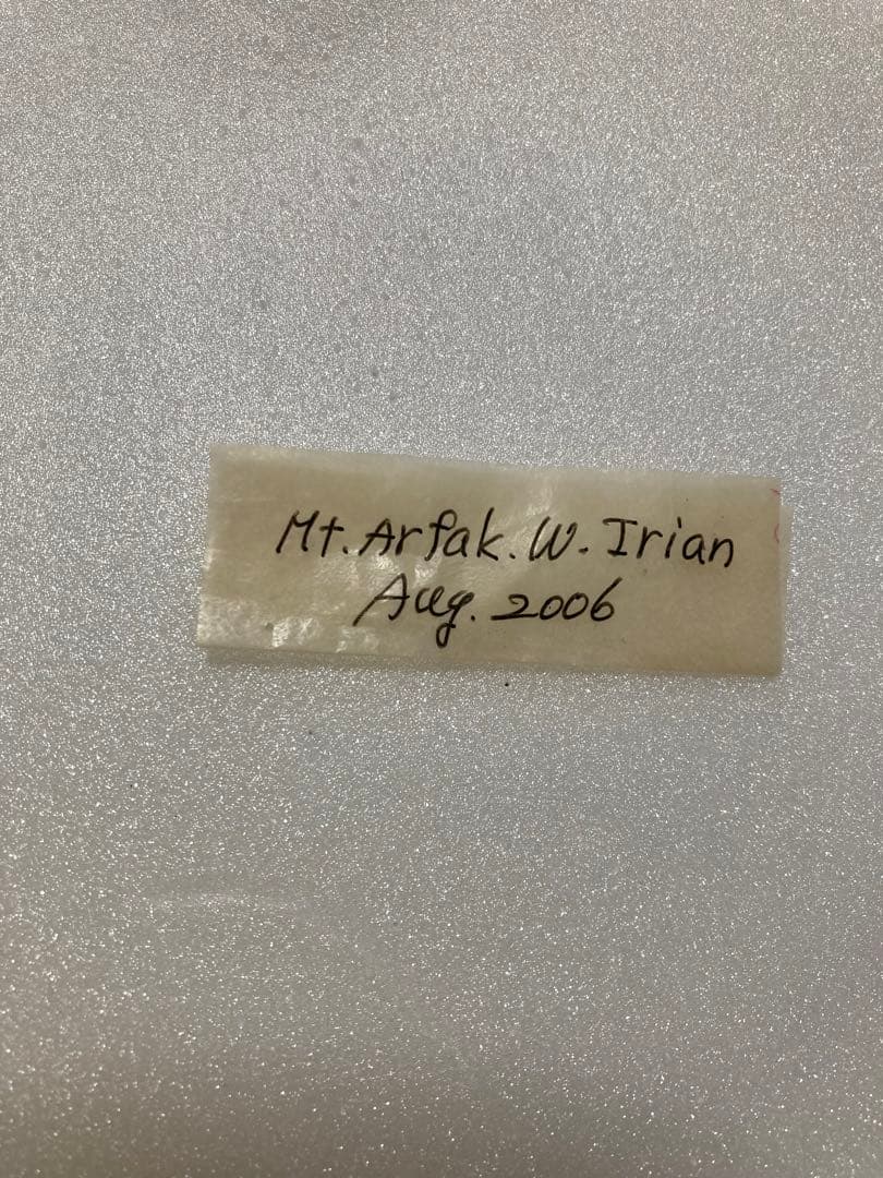 【1ペア】ロスチャイルドトリバネアゲハ（西イリアン産）