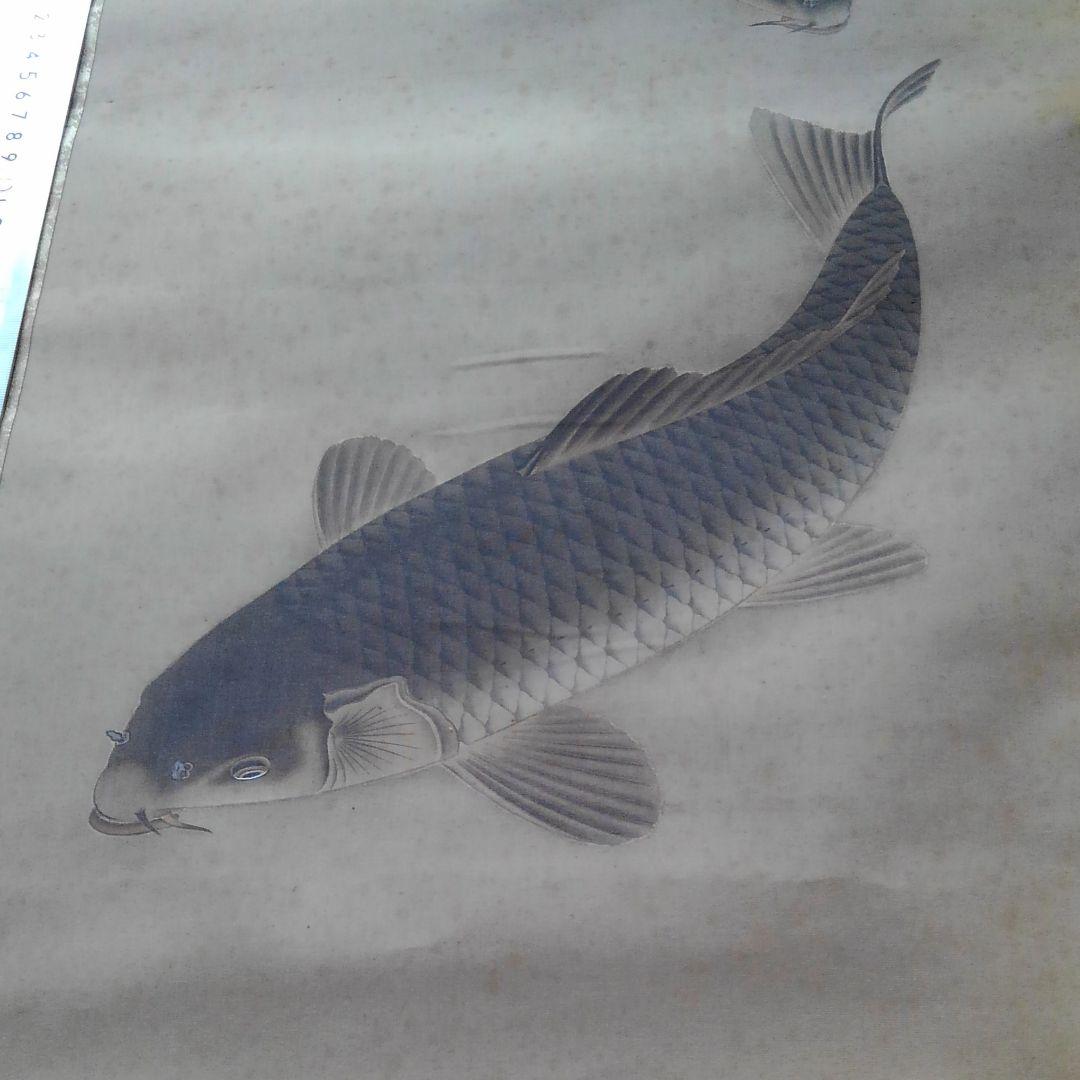 鳥取県因幡物、因幡鯉の掛け軸