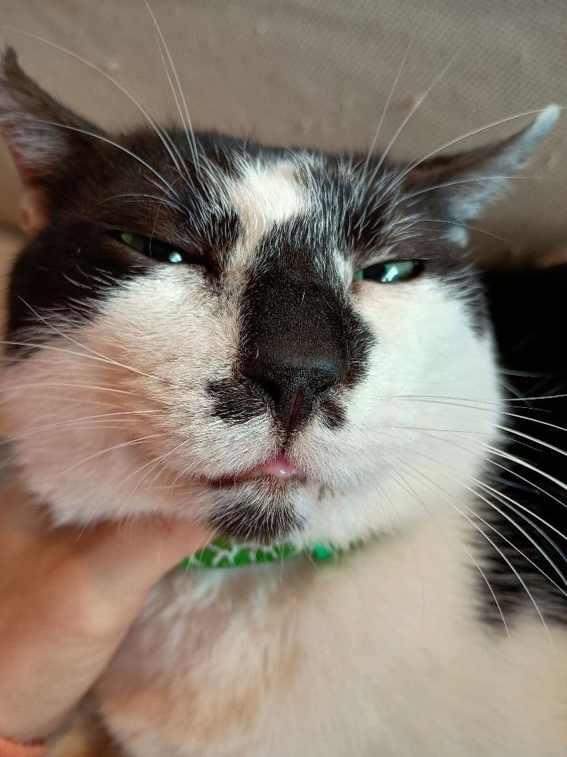 キャットスマック またたび応募券 100口分 500枚