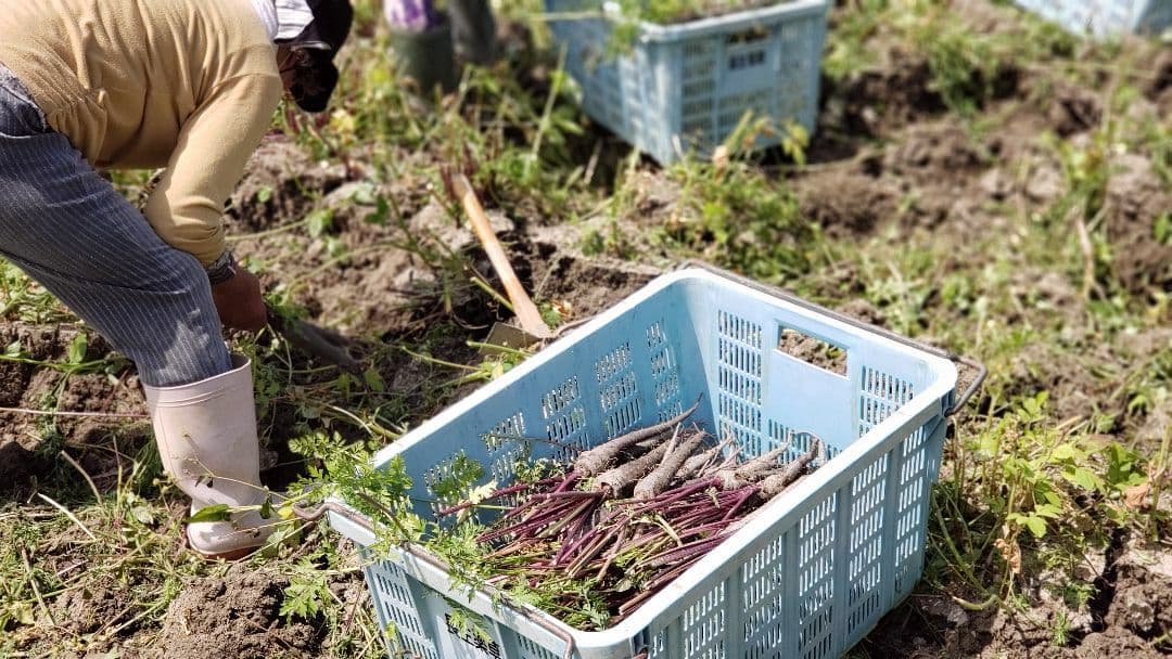 沖縄プレミアム黒人参ジュース ◆２本セット