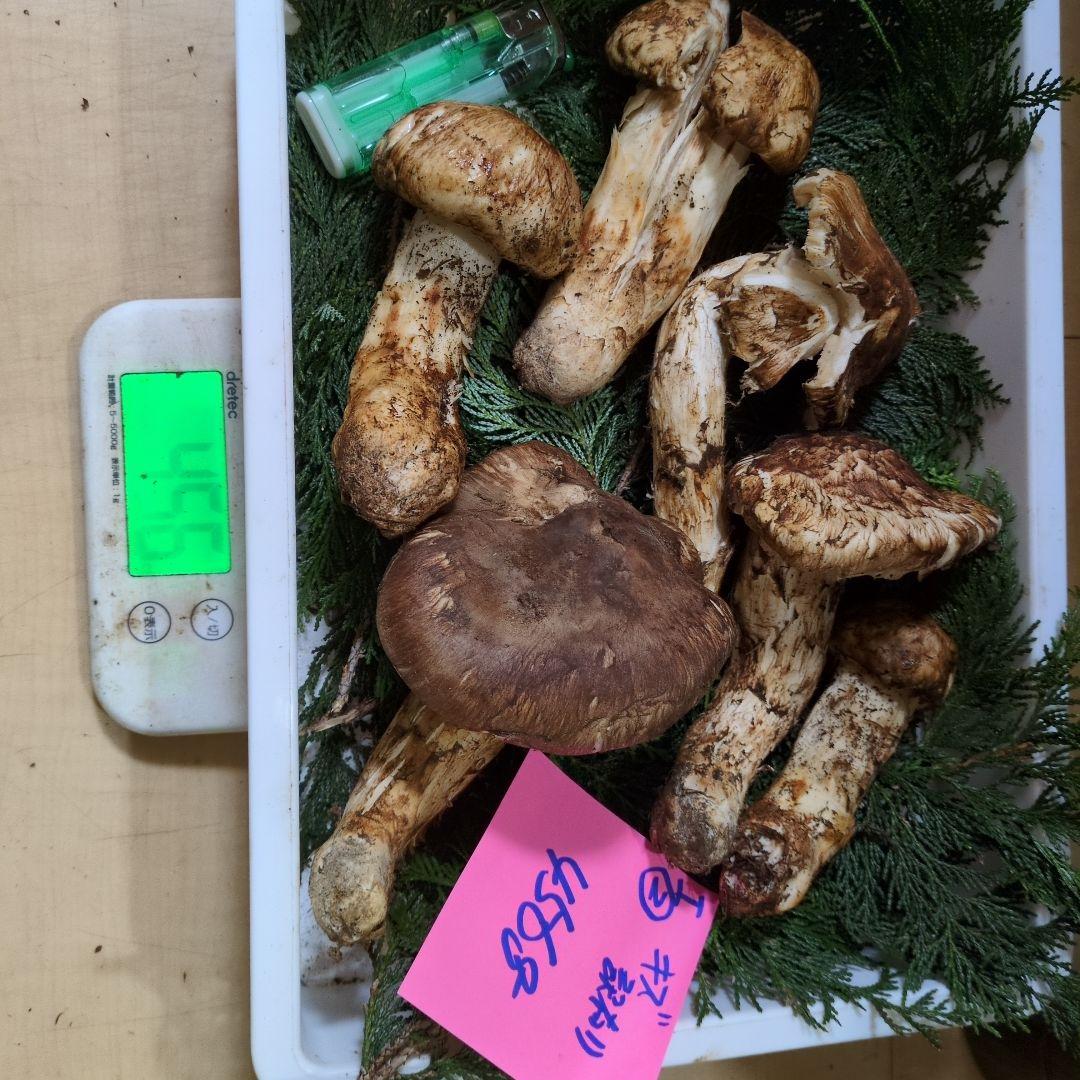 和歌山松茸 新鮮朝市　傷訳有り品　456㌘