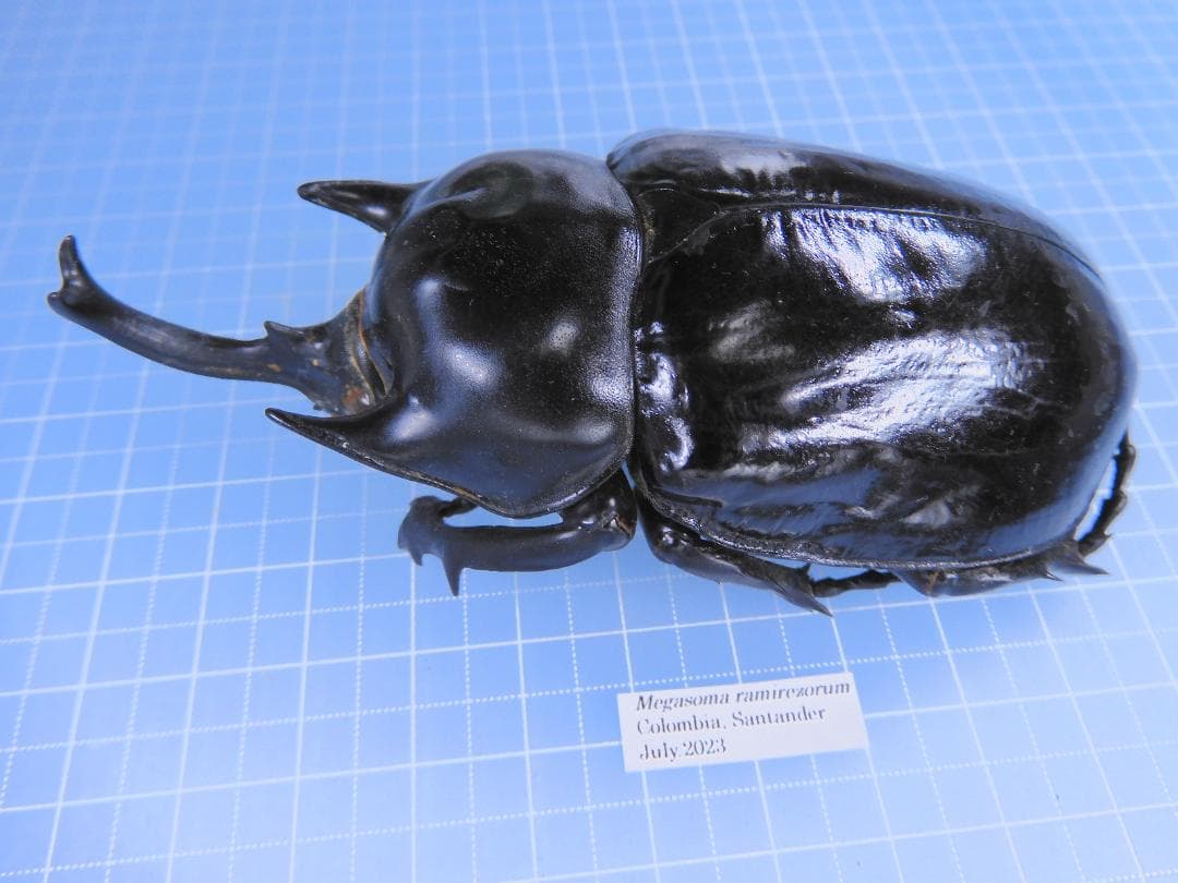 コロンビア産　ラミレスゾウカブト95mm