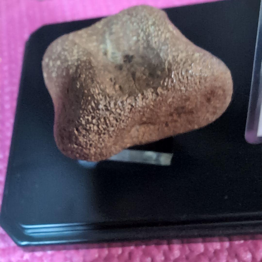 恐竜　テスケロサウルスの頚椎骨化　モンタナ　ラベル台座付き