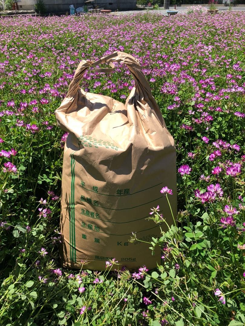 岡山県産きぬむすめ精米10kg(2025年10月収穫)いっ