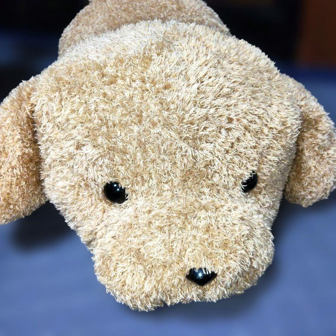 安立屋限定 特等 スタンダードプードル トイプードル 浅草 いぬくじ