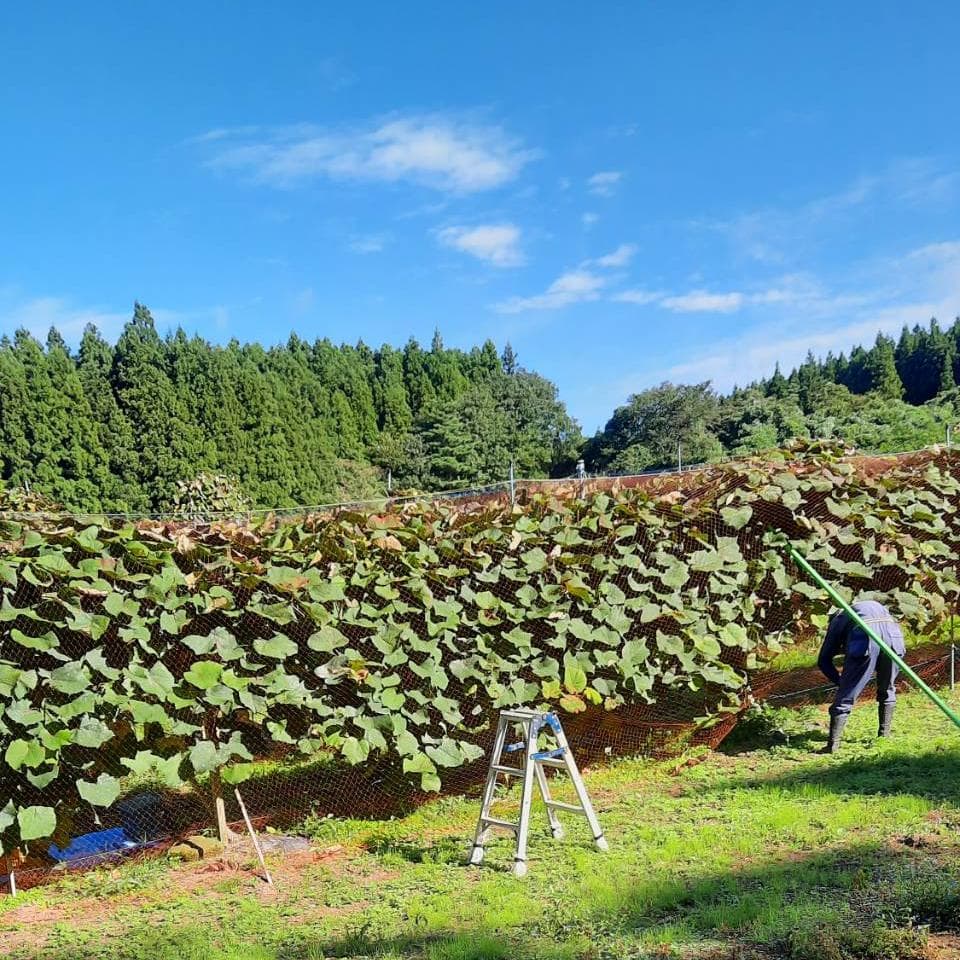 【たっぷり12kg】鳥海山麓の自家栽培 やまぶどう 果実酒にも②