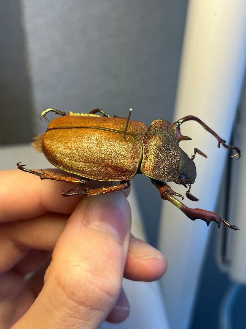 【42mm】ミラビリステナガスジコガネ'ナンベイテナガスジコガネ 昆虫標本