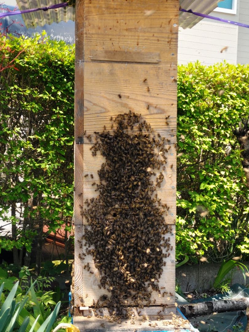秋新蜜　日本みつばちの百花蜜（１年熟成物）　550ｇ✕4本（2.2kg）