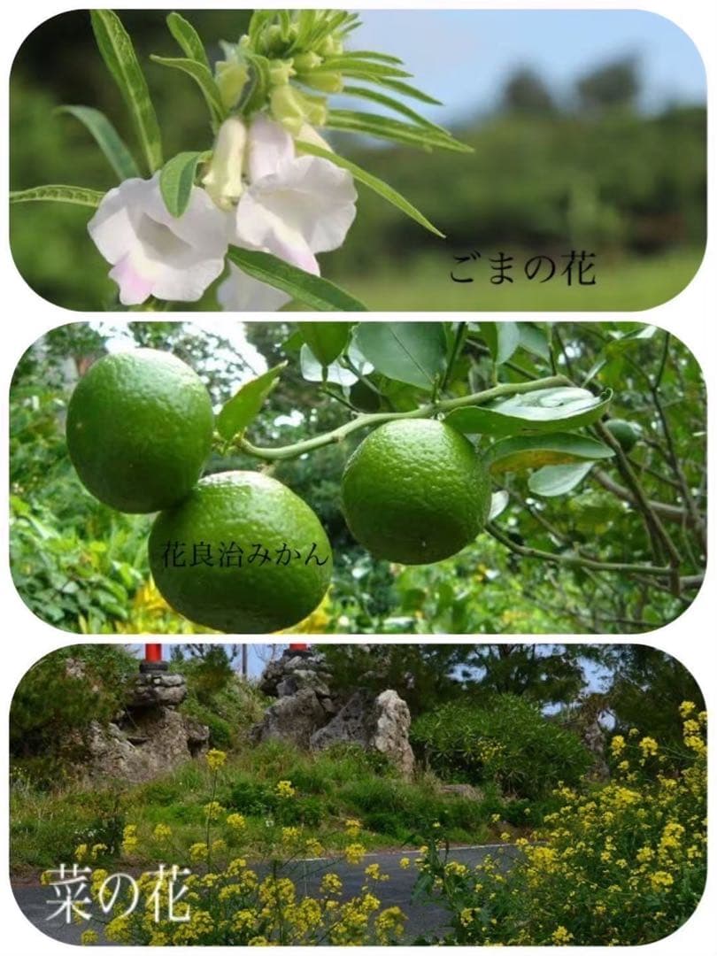 喜界島 百花蜜 3kg 蜂蜜 国産