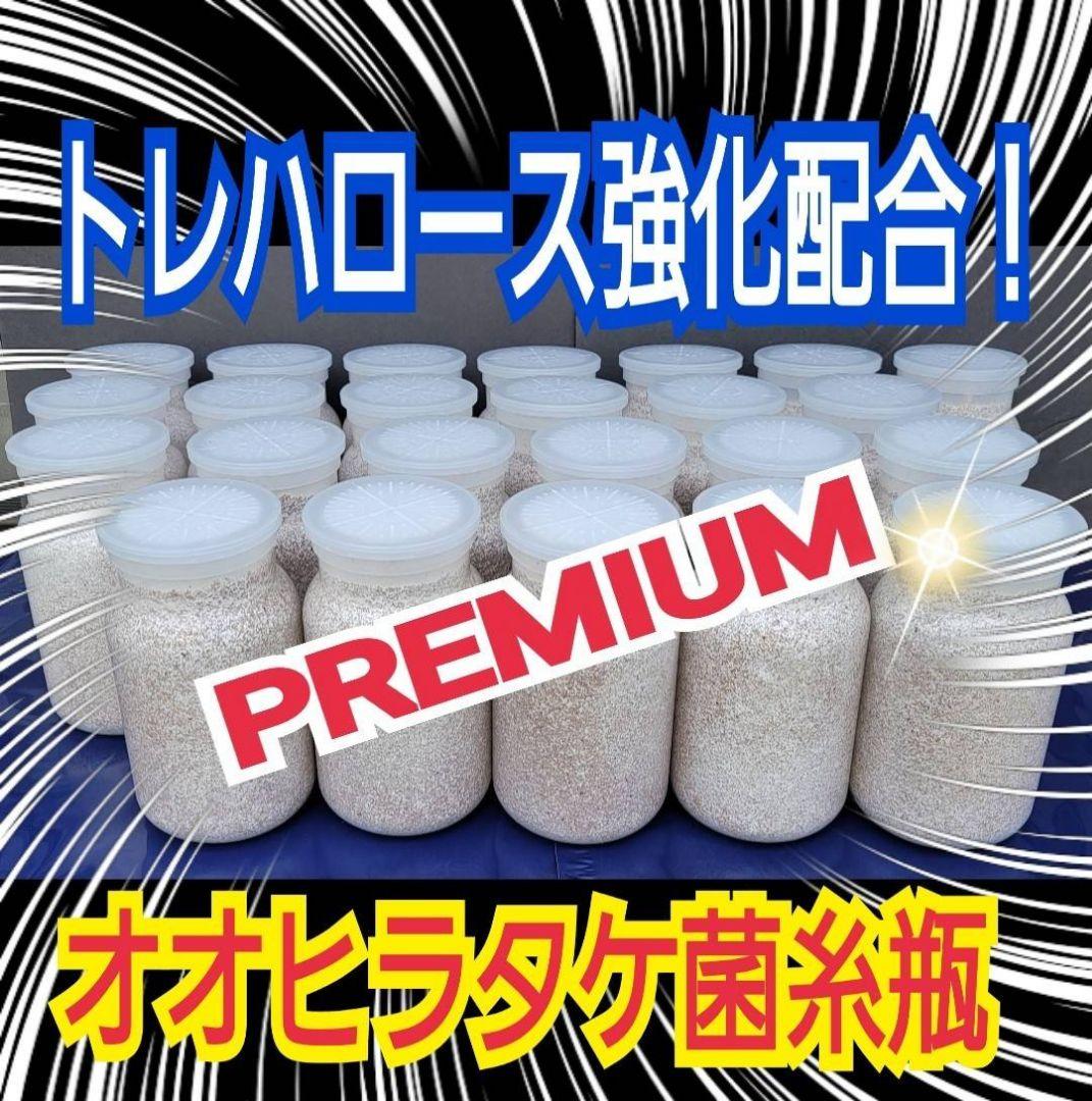 極上！オオヒラタケ菌糸瓶【8本】トレハロース強化配合！オオクワ・ヒラタ・虹色に！
