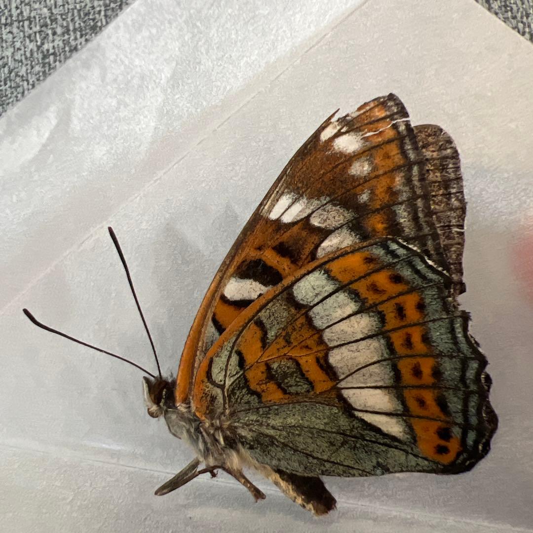 オオイチモンジ　モンゴル産10頭セット