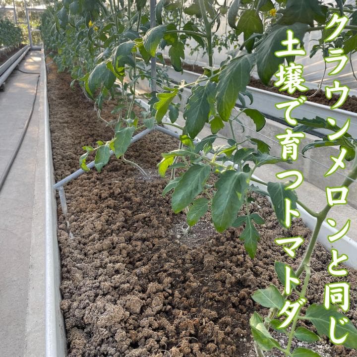 超高糖度　13〜15度　究極・トマトダ　2kg