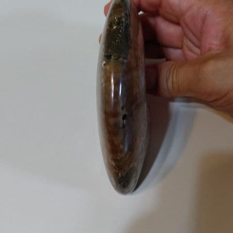 アンモナイト化石  550グラムBIG