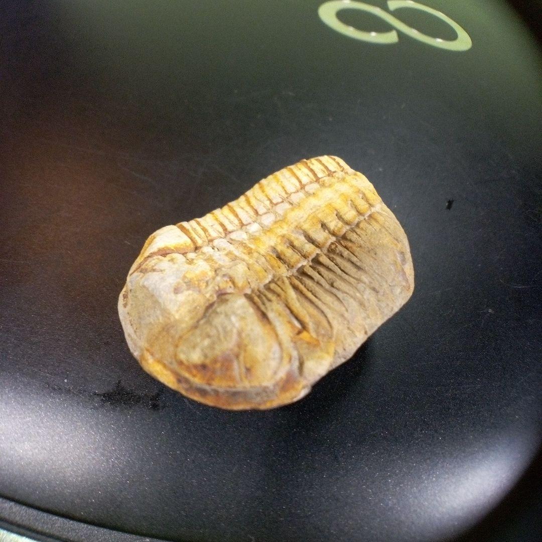 三葉虫　化石　fossil　ボリビア産　トライロバイト　三葉虫個体④