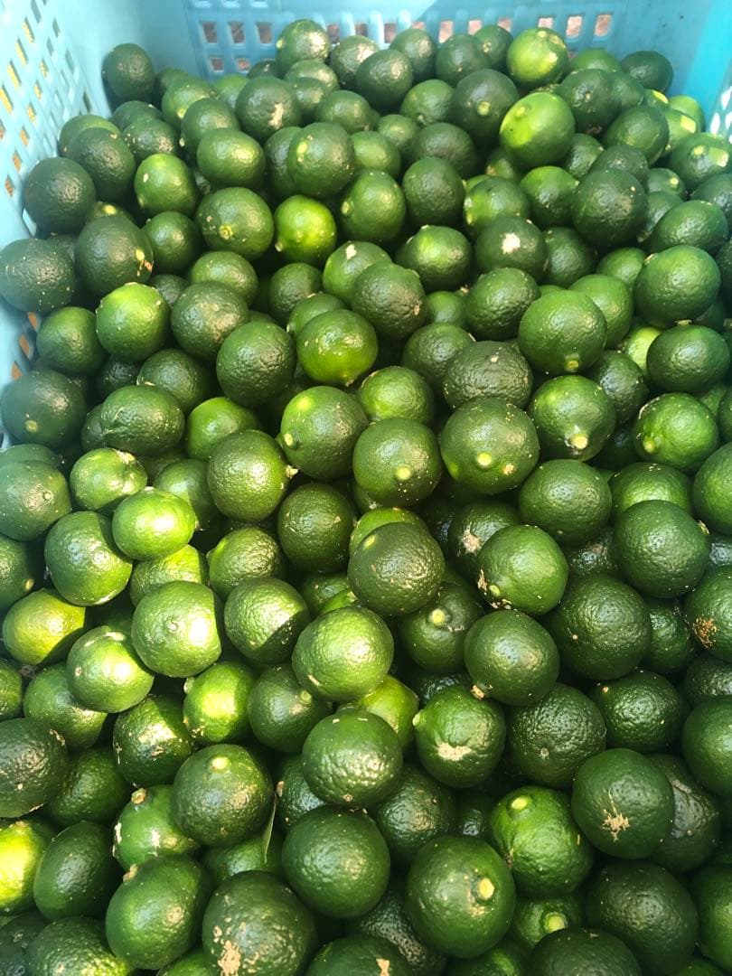 ❣️おかじ❣️　シークワーサー20キロ送料込