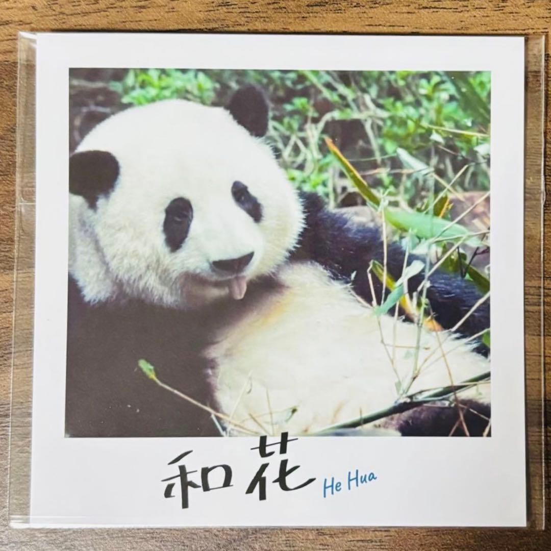 パンダのすごい世界　映画特典 チェキ風カード　2枚