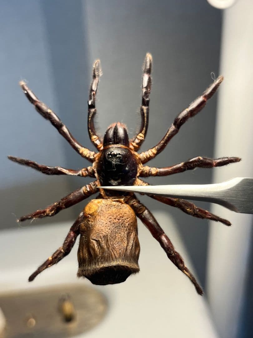 【BIG】シリキレグモ トラップドアスパイダー タランチュラ ムカデ 昆虫標本