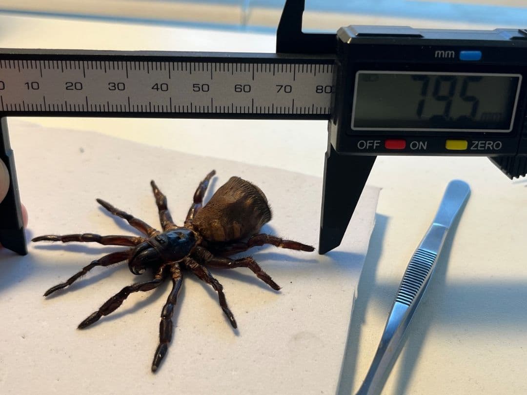 【BIG】シリキレグモ トラップドアスパイダー タランチュラ ムカデ 昆虫標本