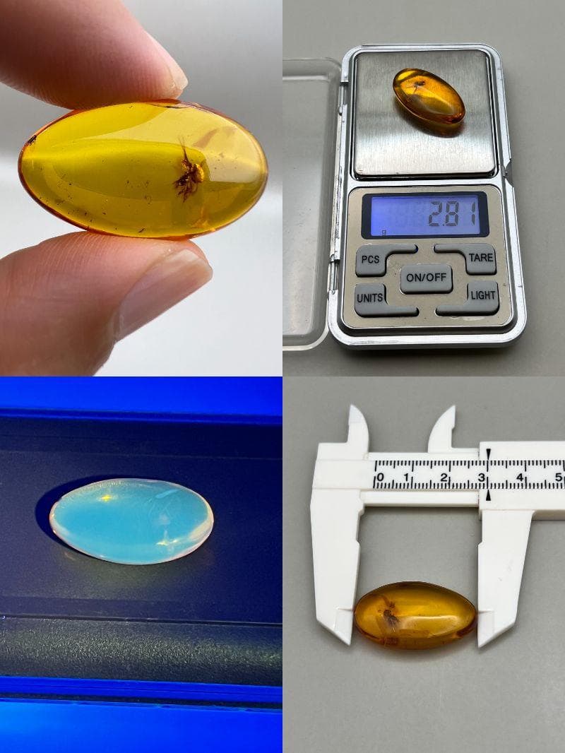 【海】超レア　蜘蛛と小蝿　虫入り 琥珀 化石 本物 バルト海産　30mm  美品