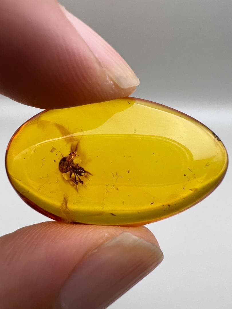 【海】超レア　蜘蛛と小蝿　虫入り 琥珀 化石 本物 バルト海産　30mm  美品