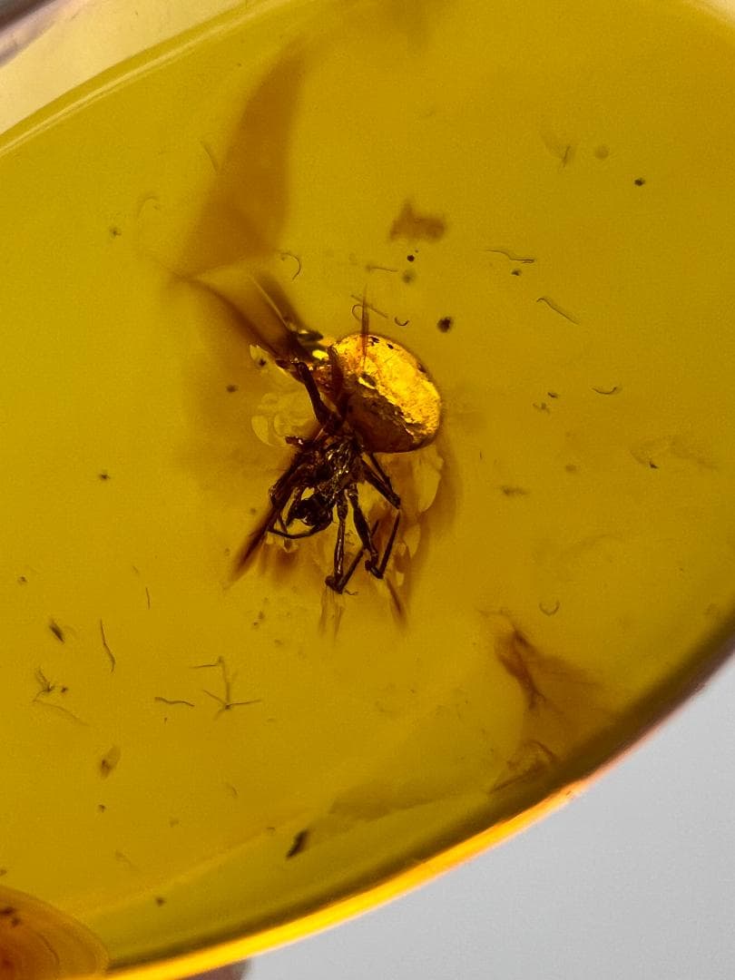 【海】超レア　蜘蛛と小蝿　虫入り 琥珀 化石 本物 バルト海産　30mm  美品