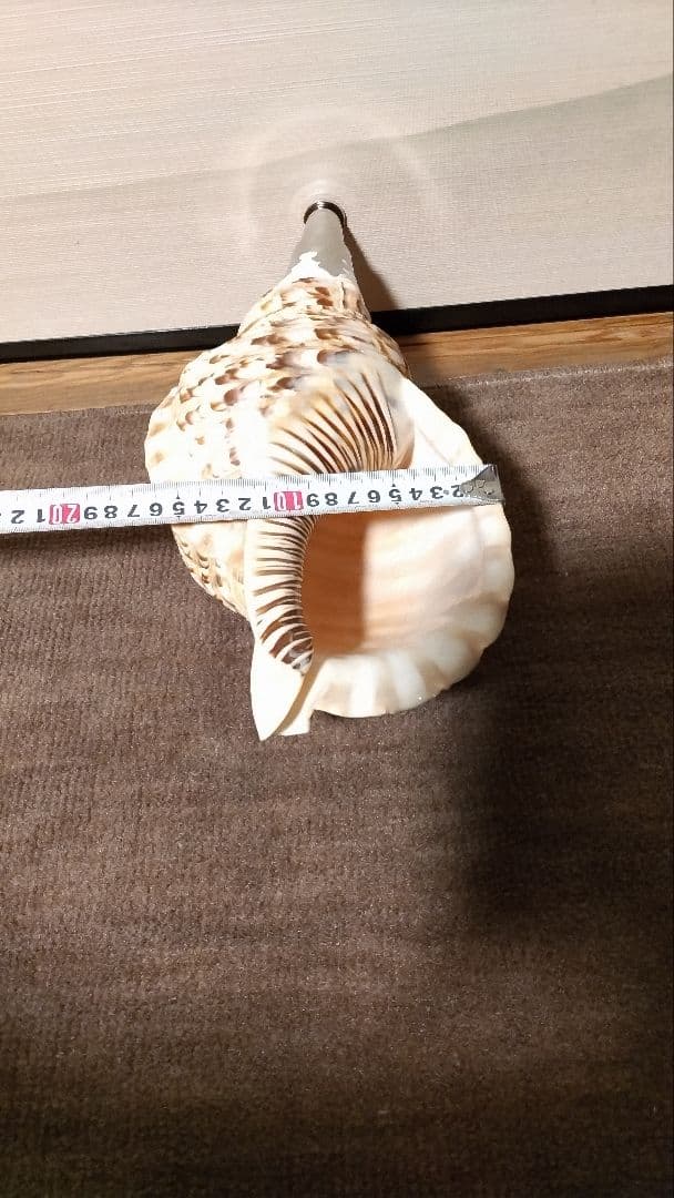 法螺貝　⑥