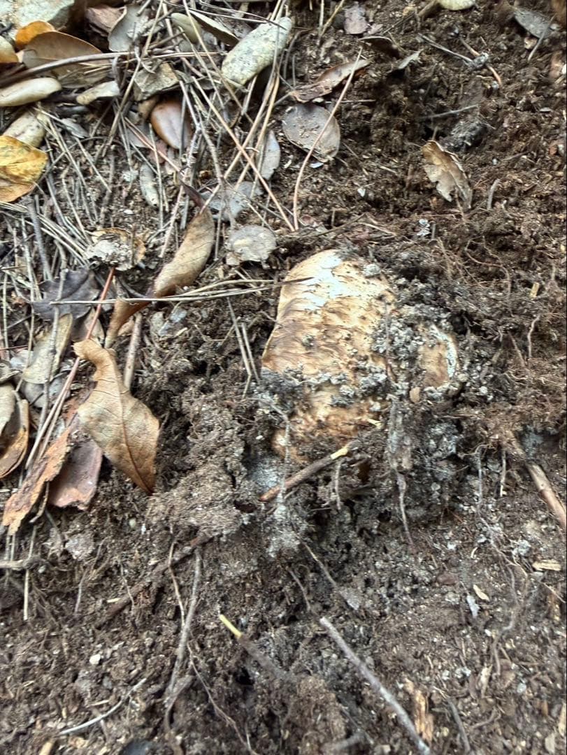 【大阪泉州産】天然松茸 採れたて「超ブサイクちゃん」3本190g国産