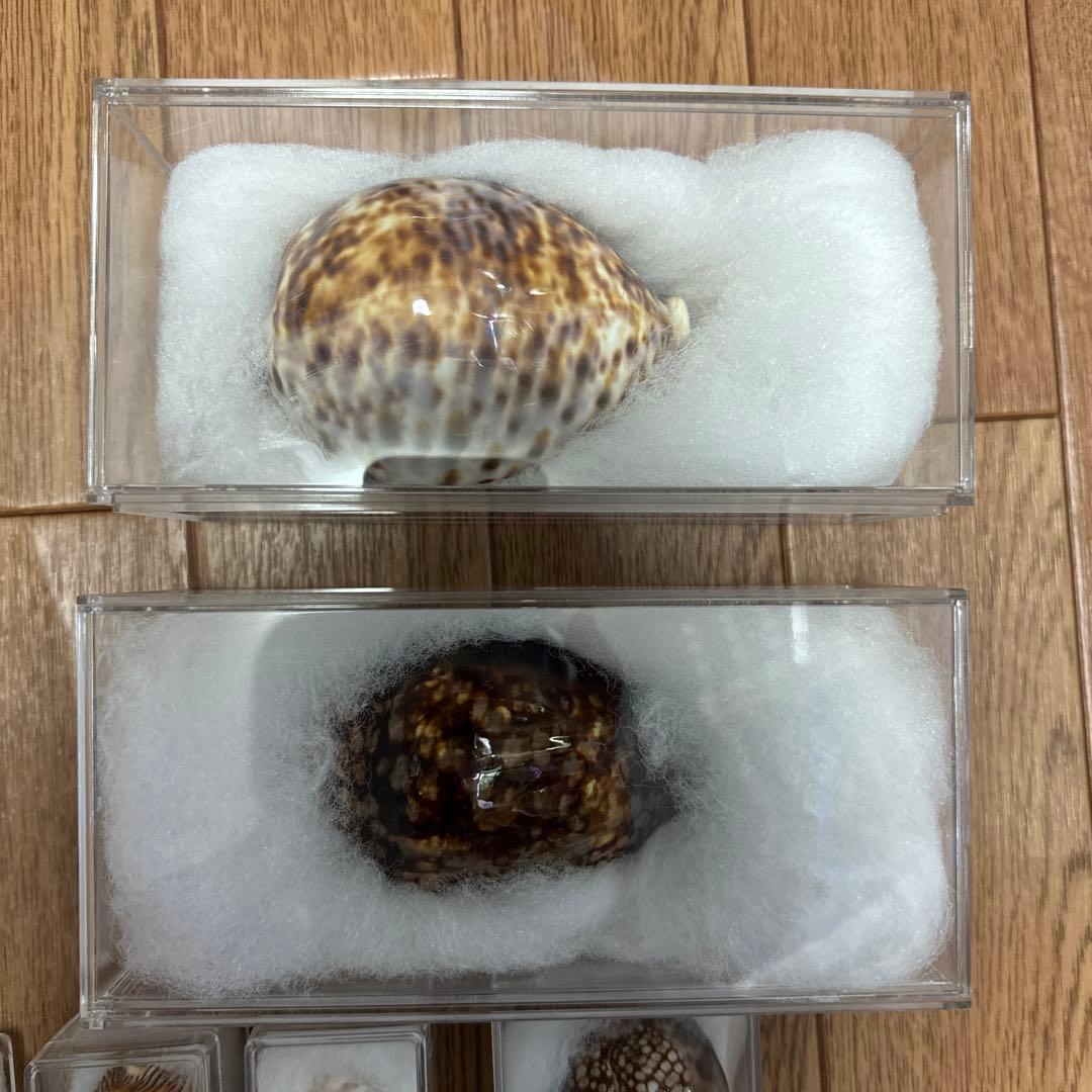 へ*読様 ハワイハチジョウダカラ　ハワイホシダカラ　宝貝　貝殻　標本