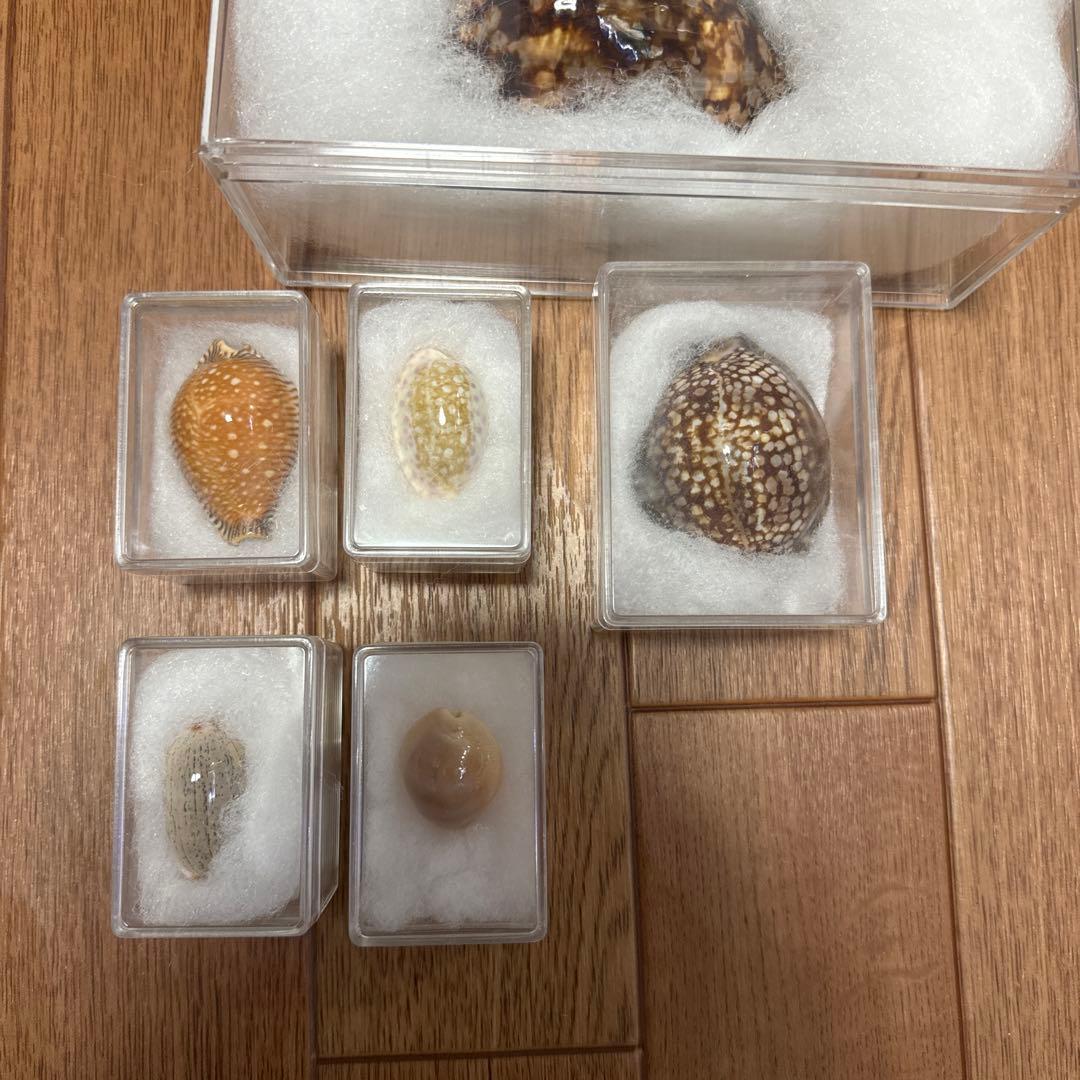 へ*読様 ハワイハチジョウダカラ　ハワイホシダカラ　宝貝　貝殻　標本