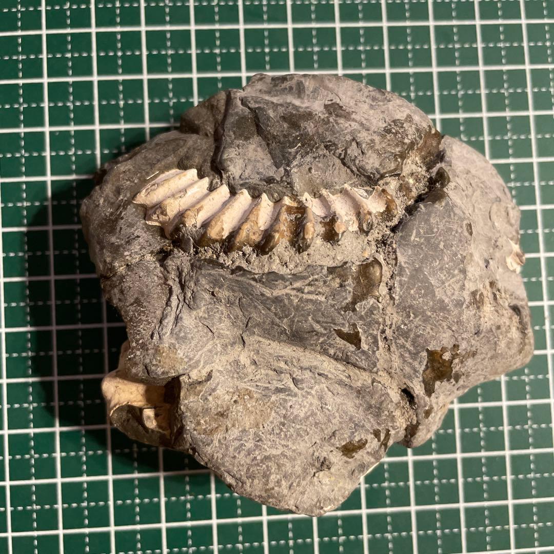 アンモナイト母岩付き化石