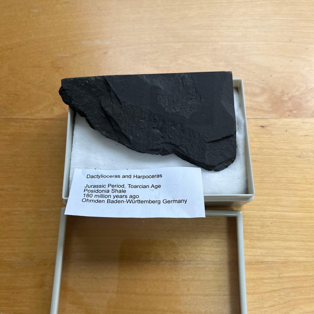 アンモナイトの化石