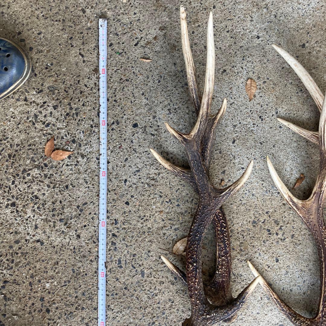 鹿の角 おもちゃ 複数セット