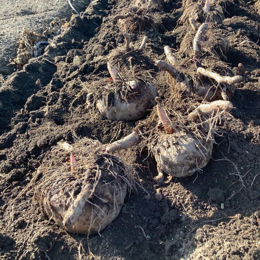 【群馬県産】こんにゃく芋　箱込み20kg以内　手作りこんにゃく用【大きめサイズ】