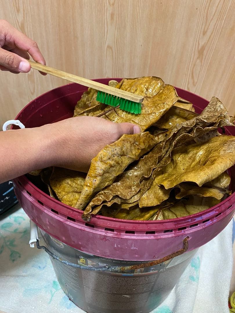 沖縄県やんばる産マジックリーフ 1kg UV殺菌灯照射済み⑤