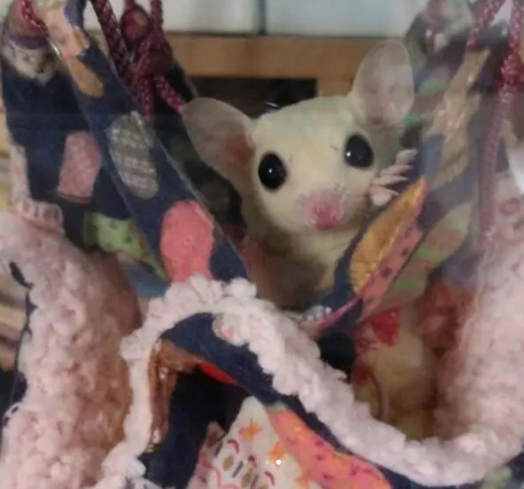 モモンガハウス(カフェ柄)ボアピンク   1980円